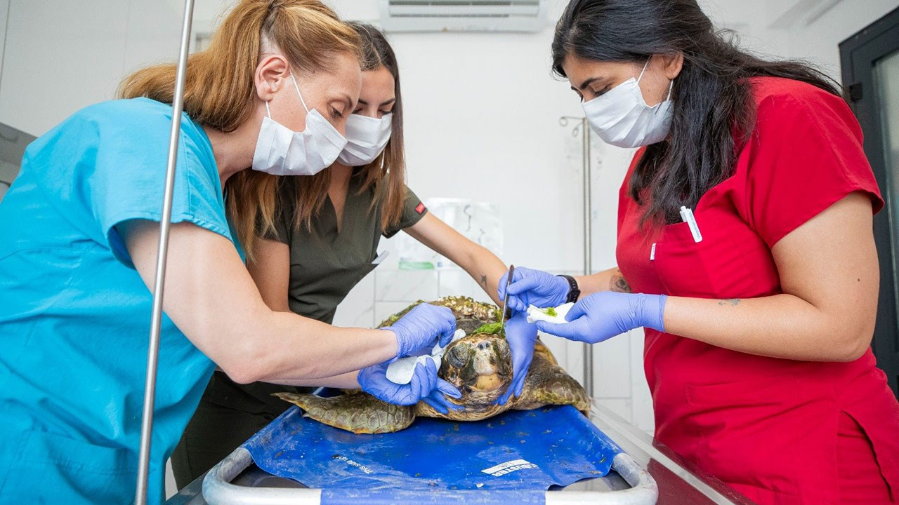 Muğla’da tedavi altındaki 4 deniz kaplumbağası denize salındı