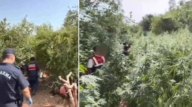 bahcesini kenevir tarlasina ceviren supheli tutuklandi M2M6mdiW