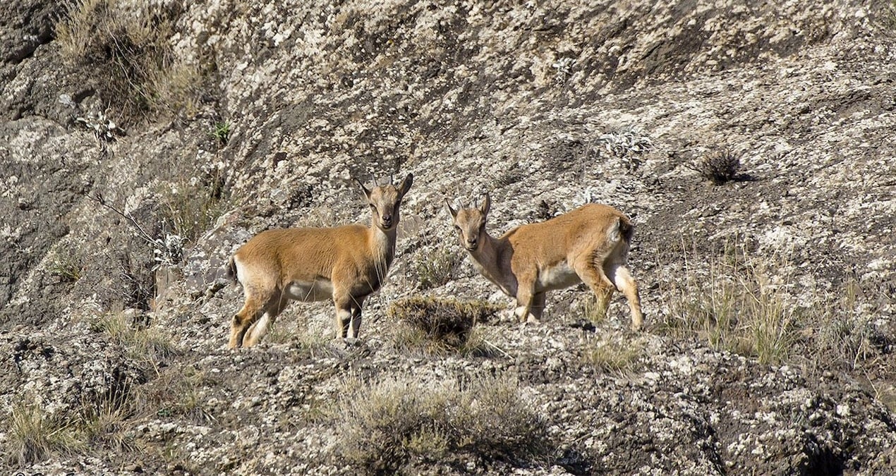 bakanlik oldurulmeleri icin ihale acti halk isyan etti mXEDpmML
