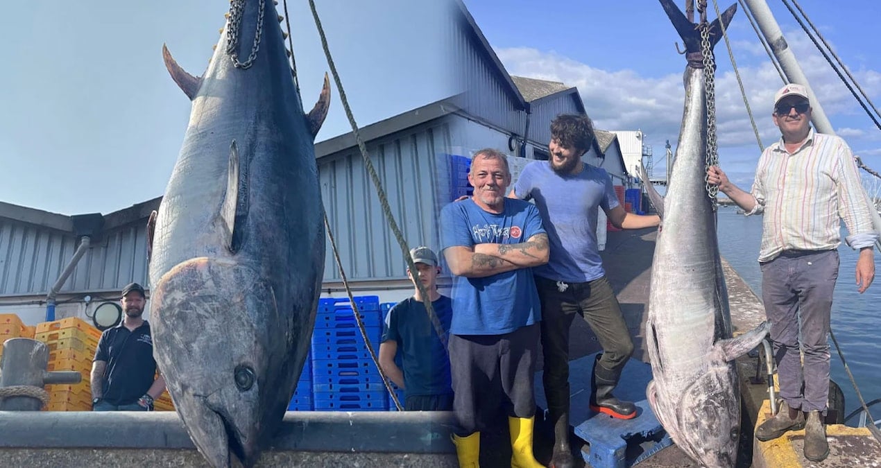 dev balik aglara takildi 1000 kisiyi doyuracak 6IO7ky98