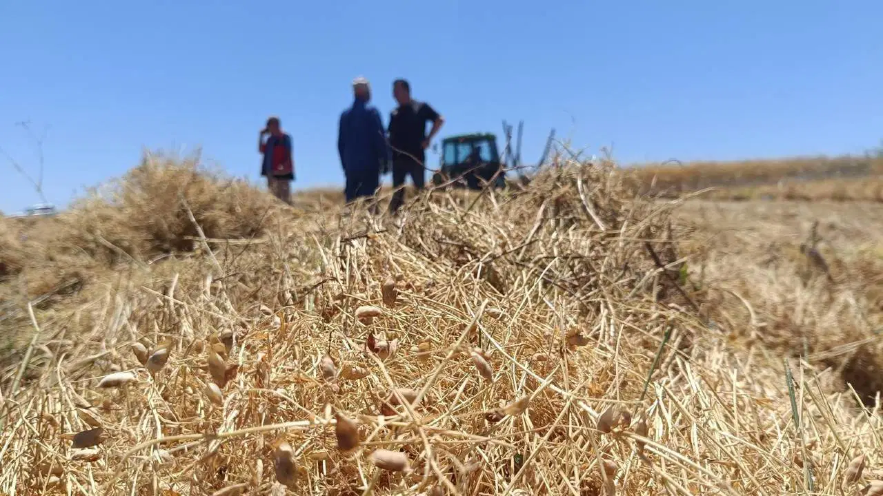 Yozgatta 225 bin dekarlik dev hasat basladi rekor rekolte VgGMNAP7